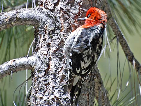 Red-breasted Sapsucker (Sphyrapicus ruber)