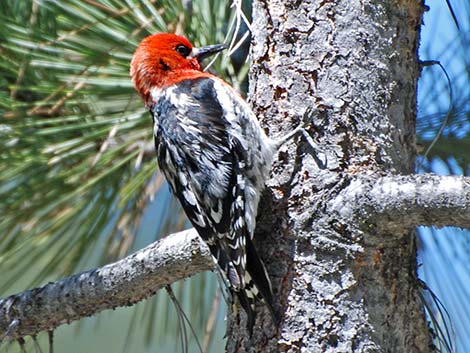 Red-breasted Sapsucker (Sphyrapicus ruber)