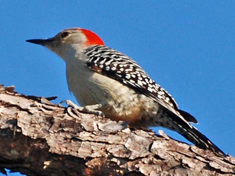 Red-bellied Woodpecker (Melanerpes carolinus)