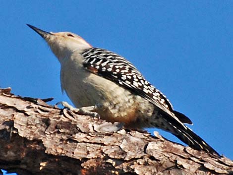 Red-bellied Woodpecker (Melanerpes carolinus)