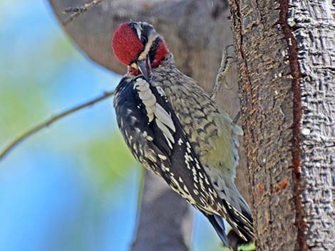 Red-naped Sapsucker (Sphyrapicus nuchalis)