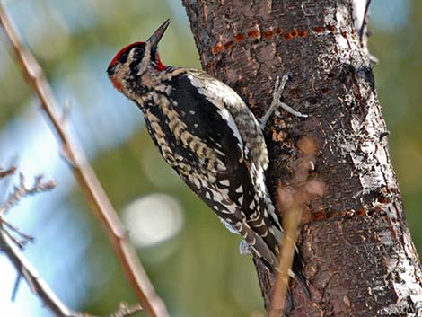 Red-naped Sapsucker (Sphyrapicus nuchalis)