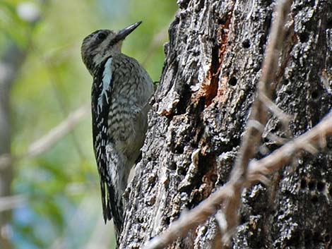 Red-naped Sapsucker (Sphyrapicus nuchalis)