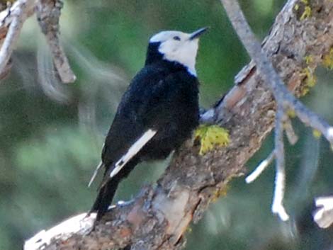 White-headed Woodpecker (Picoides albolarvatus)