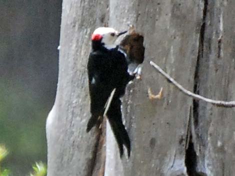 White-headed Woodpecker (Picoides albolarvatus)