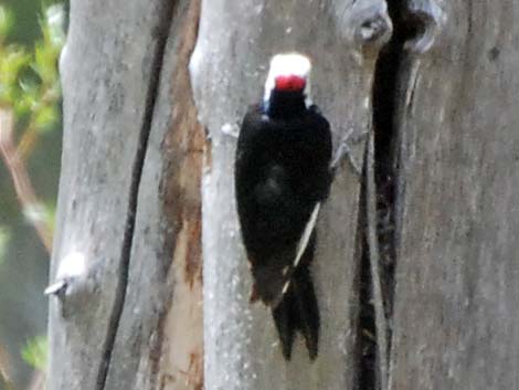 White-headed Woodpecker (Picoides albolarvatus)