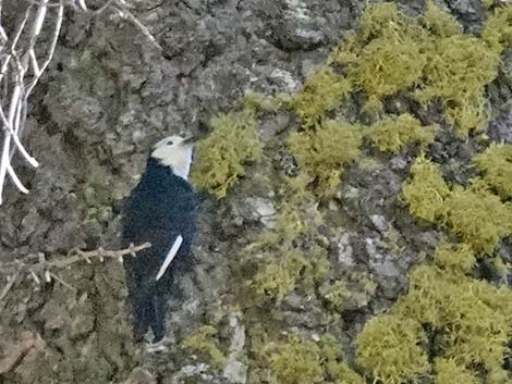 White-headed Woodpecker (Picoides albolarvatus)