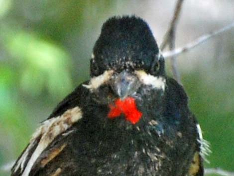 Williamson's Sapsucker (Sphyrapicus thyroideus)