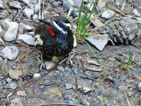 Williamson's Sapsucker (Sphyrapicus thyroideus)