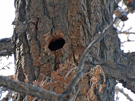 Williamson's Sapsucker (Sphyrapicus thyroideus)