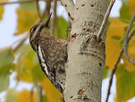 Yellow-bellied Sapsucker (Sphyrapicus varius)