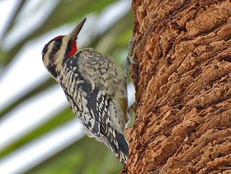 Yellow-bellied Sapsucker (Sphyrapicus varius)