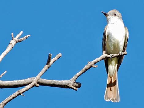 Ash-throated Flycatcher (Myiarchus cinerascens)