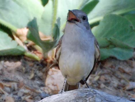 Ash-throated Flycatcher (Myiarchus cinerascens)