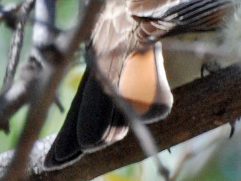 Ash-throated Flycatcher (Myiarchus cinerascens)