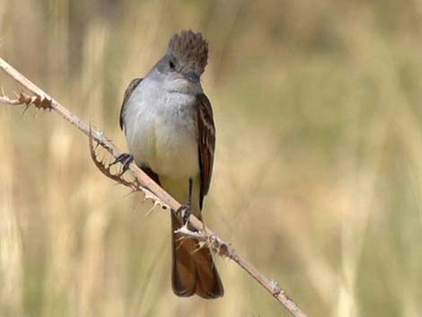 Ash-throated Flycatcher (Myiarchus cinerascens)