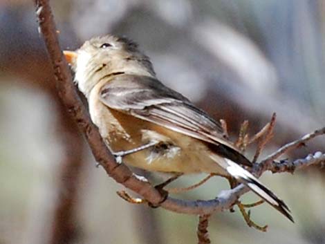 Buff-breasted Flycatcher (Empidonax fulvifrons)