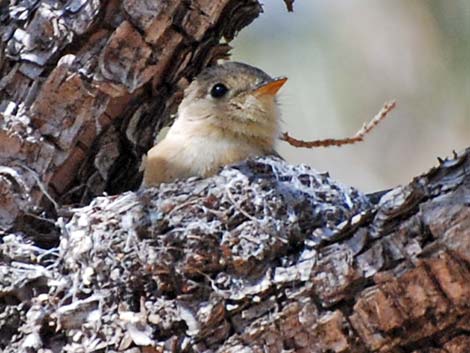 Buff-breasted Flycatcher (Empidonax fulvifrons)