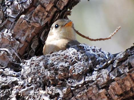 Buff-breasted Flycatcher (Empidonax fulvifrons)