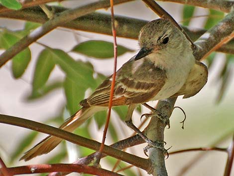 Brown-crested Flycatcher (Myiarchus tyrannulus)