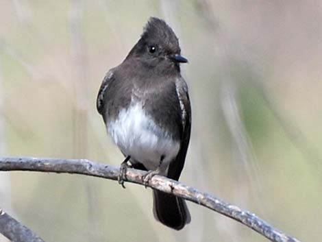 Black Phoebe (Sayornis nigricans)