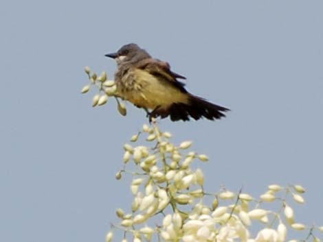 Cassin's Kingbird (Tyrannus vociferans)