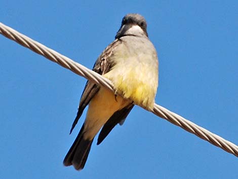 Cassin's Kingbird (Tyrannus vociferans)