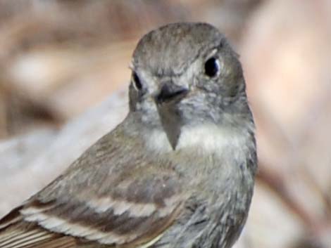 Hammond's Flycatcher (Empidonax hammondii)