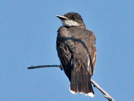 Eastern Kingbird (Tyrannus tyrannus)