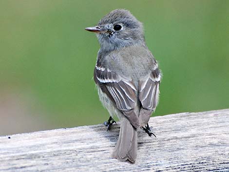 Empidonax Flycatcher