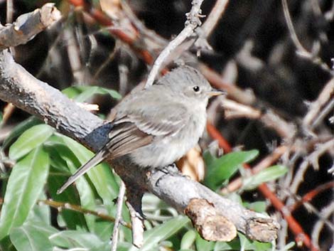 Empidonax Flycatcher (Empidonax sp.)