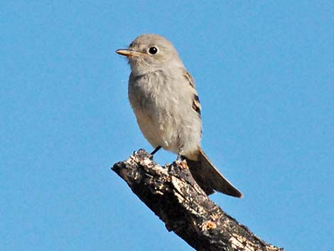 Gray Flycatcher (Empidonax wrightii)