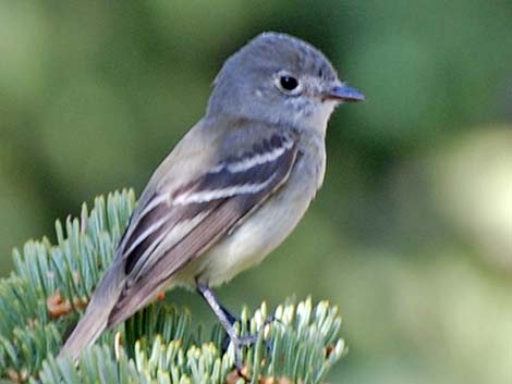 Hammond's Flycatcher (Empidonax hammondii)