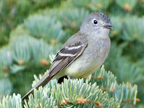 Hammond's Flycatcher (Empidonax hammondii)