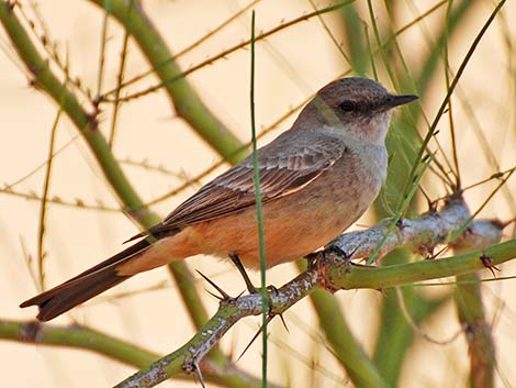 Say's Phoebe (Sayornis saya)