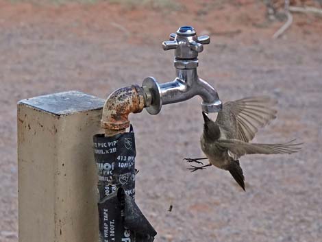 Say's Phoebe (Sayornis saya)