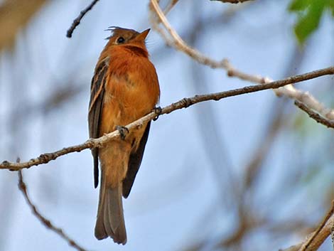 Tufted Flycatchers (Mitrephanes phaeocercus)