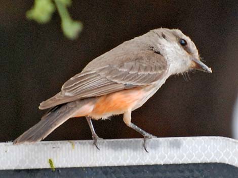 Vermilion Flycatcher (Pyrocephalus rubinus)