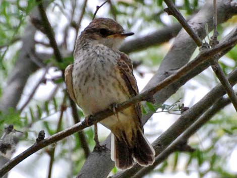 Vermilion Flycatcher (Pyrocephalus rubinus)