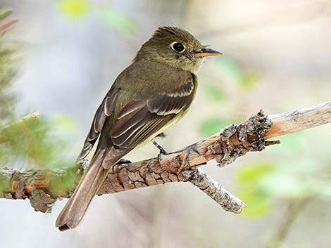 Western Flycatchers (Empidonax difficilis)