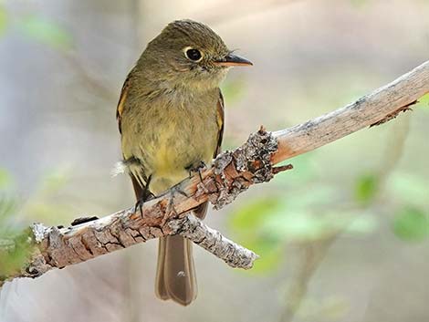 Western Flycatchers (Empidonax difficilis)