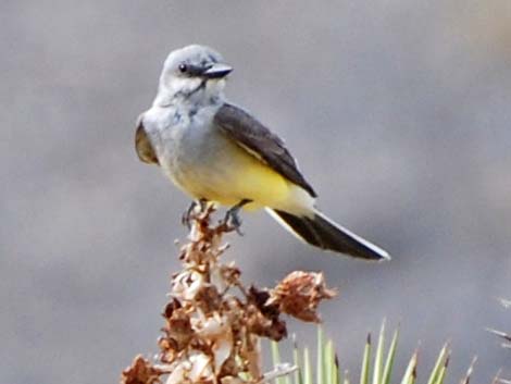 Western Kingbird (Tyrannus verticalis)