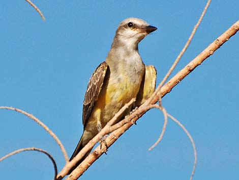 Western Kingbird (Tyrannus verticalis)