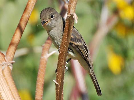 Willow Flycatcher (Empidonax traillii)