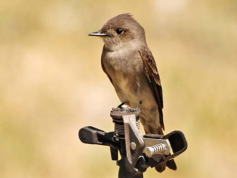 Western Wood-Pewee (Contopus sordidulus)