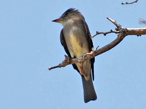 Western Wood-Pewee (Contopus sordidulus)