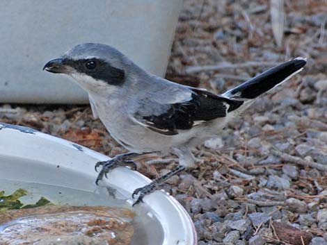 Loggerhead Shrike (Lanius ludovicianus)