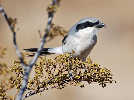 Loggerhead Shrike (Lanius ludovicianus)