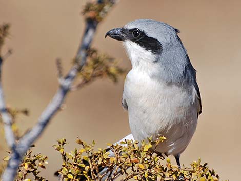 Loggerhead Shrike (Lanius ludovicianus)