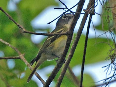 Blue-headed Vireo (Vireo solitarius)